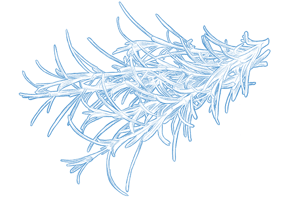 Illustration af rosmarin