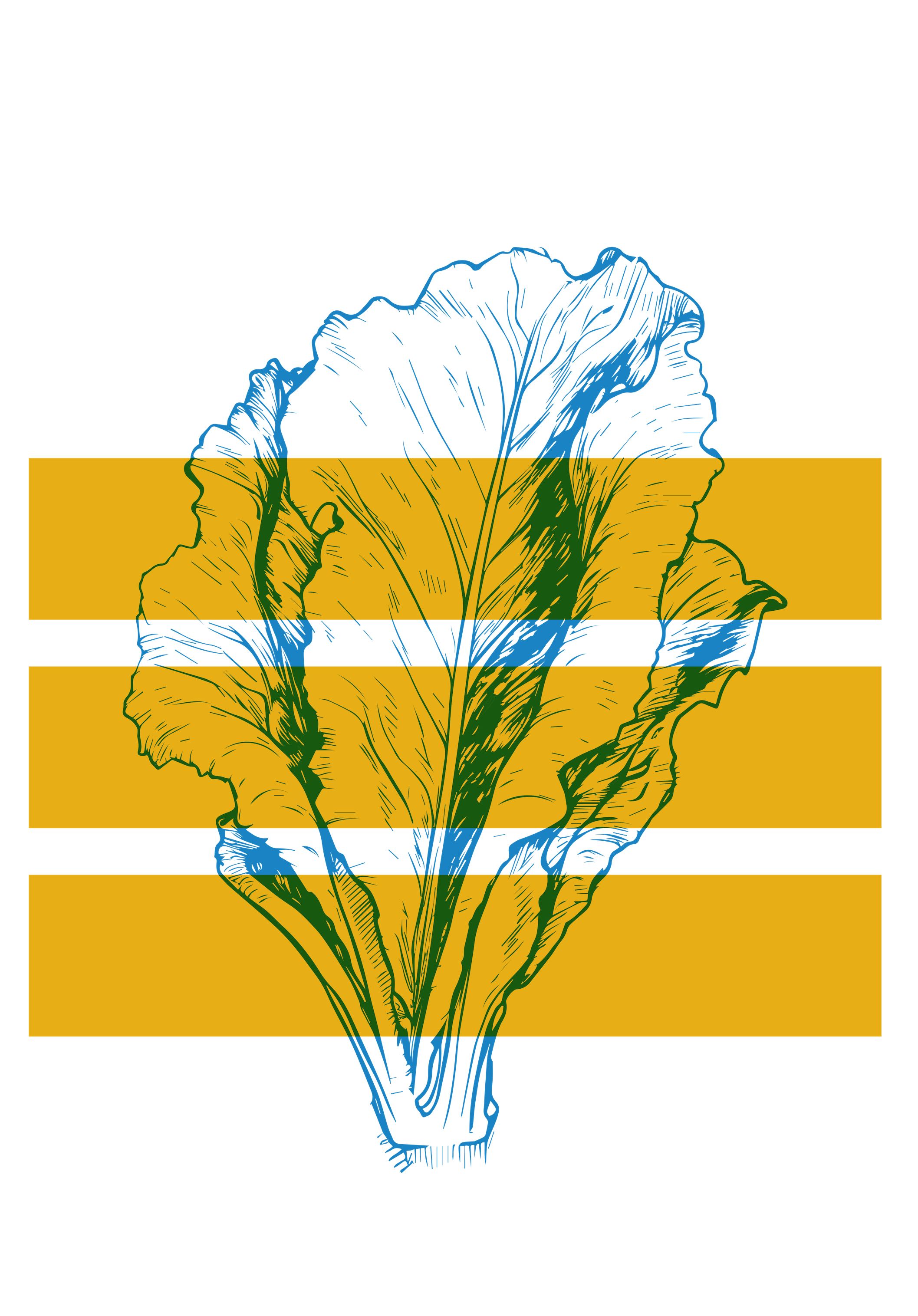 Illustration af kål