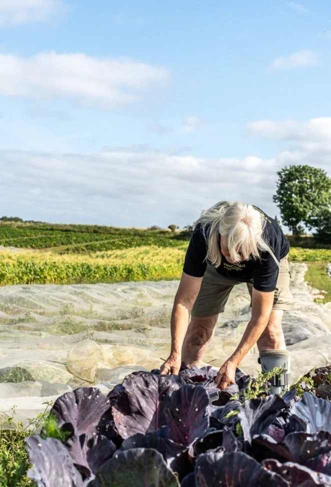 Ældre person arbejder på grøntsagsmark med blader af rødkål i forgrunden og grønne marker i baggrunden under en klar blå himmel.