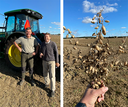 To mænd står foran en grøn traktor på marken, og en hånd holder en bunke af tørrede planter i forgrunden.