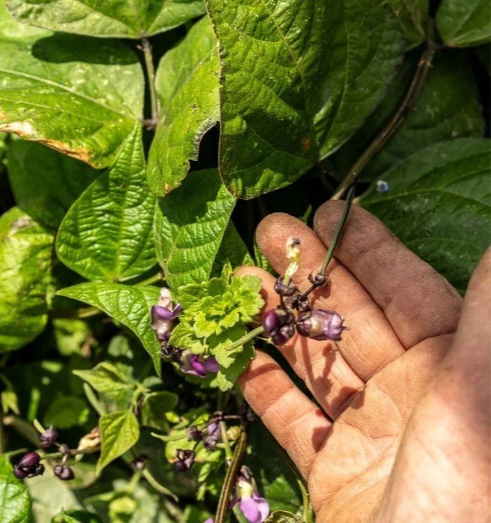 En person, der holder en gren med lilla blomster og grønne blade, i sollys.