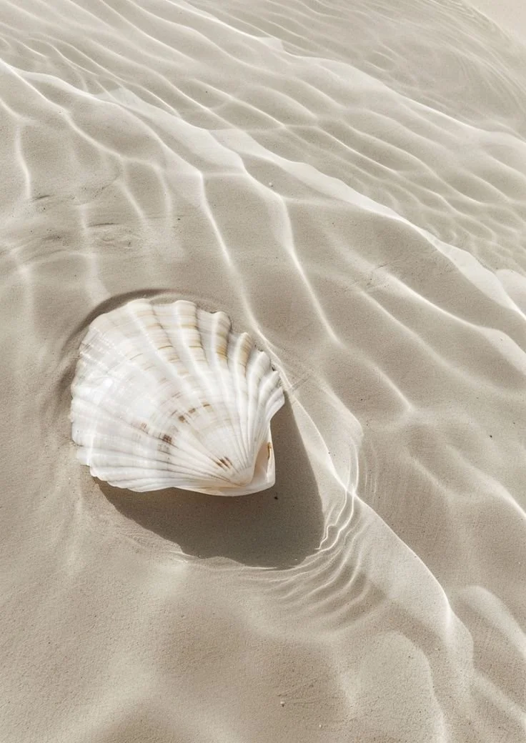 A seashell resting on sandy beach with rippled water patterns and sunlight reflections.