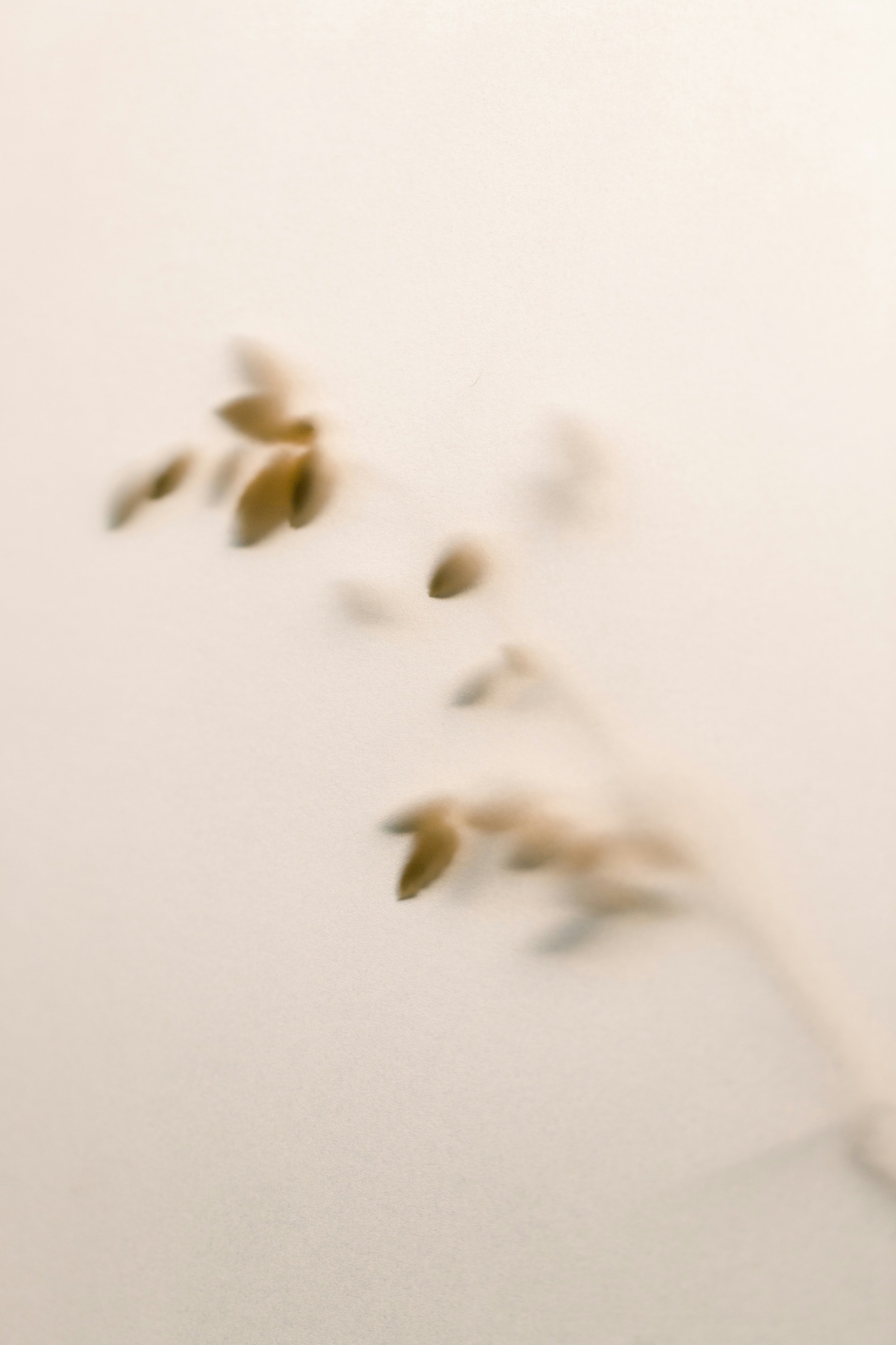 Blurred image of several falling wheat grains against a light background.