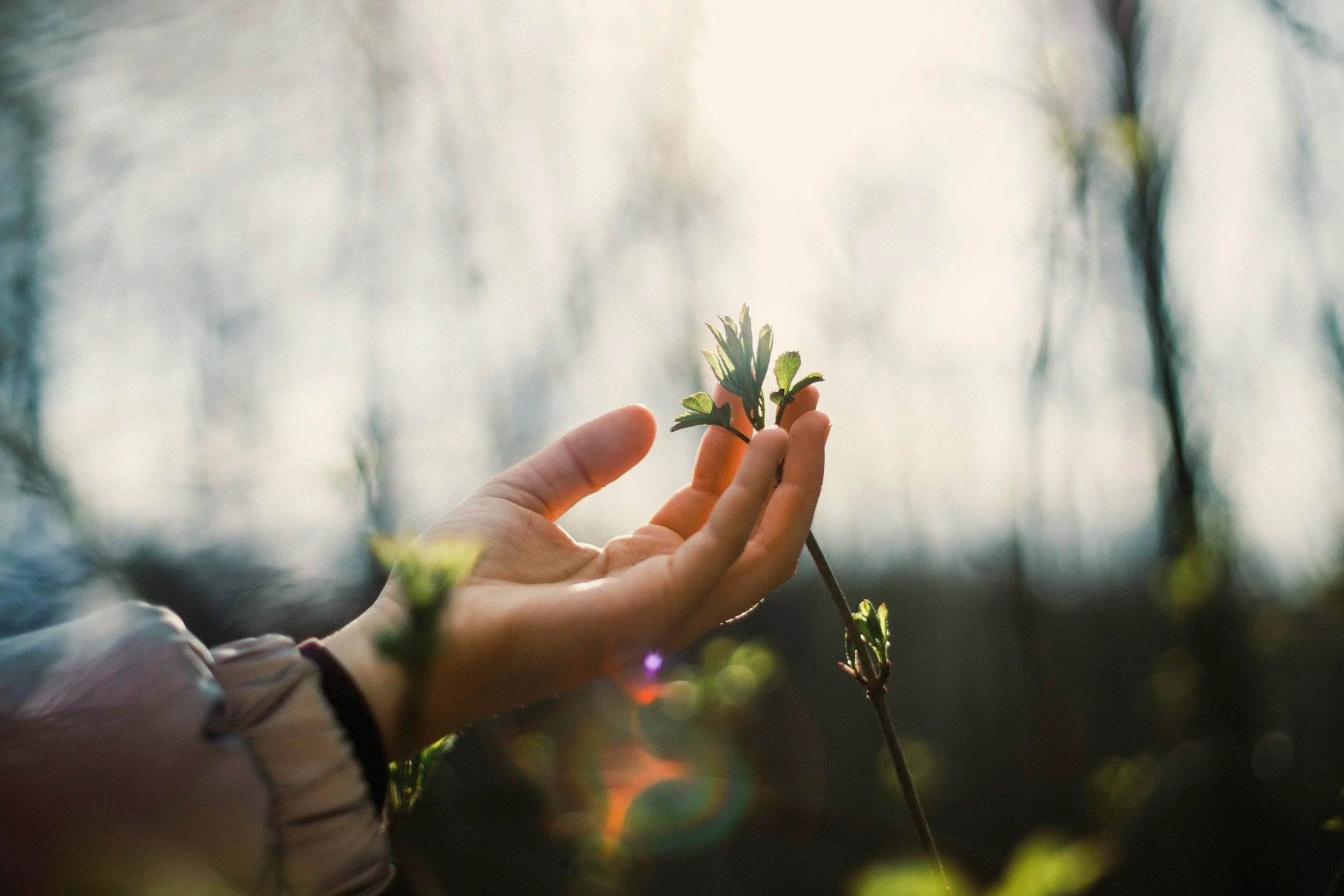 A hand holding a small green plant with leaves against a blurred outdoor background.