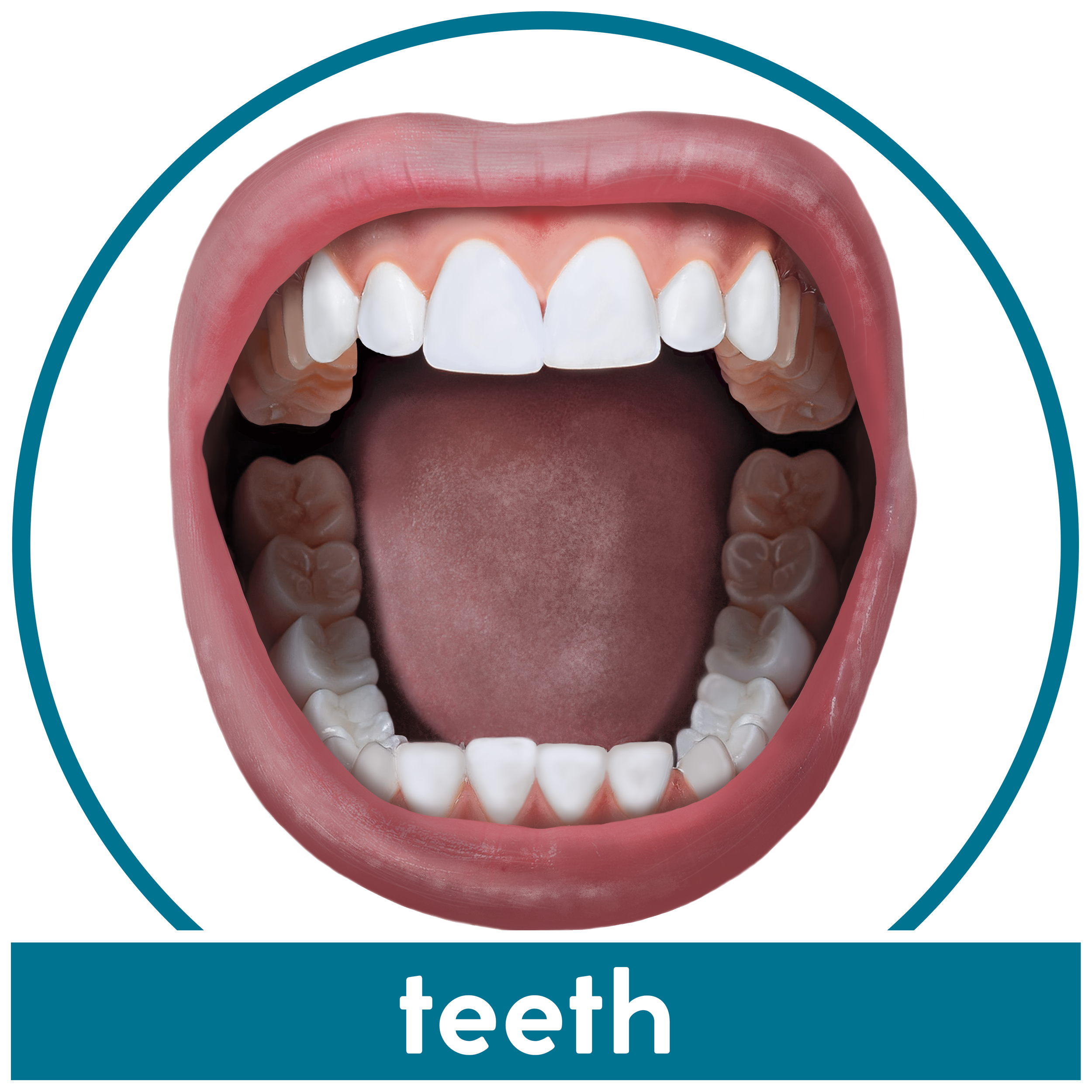 Teeth.png