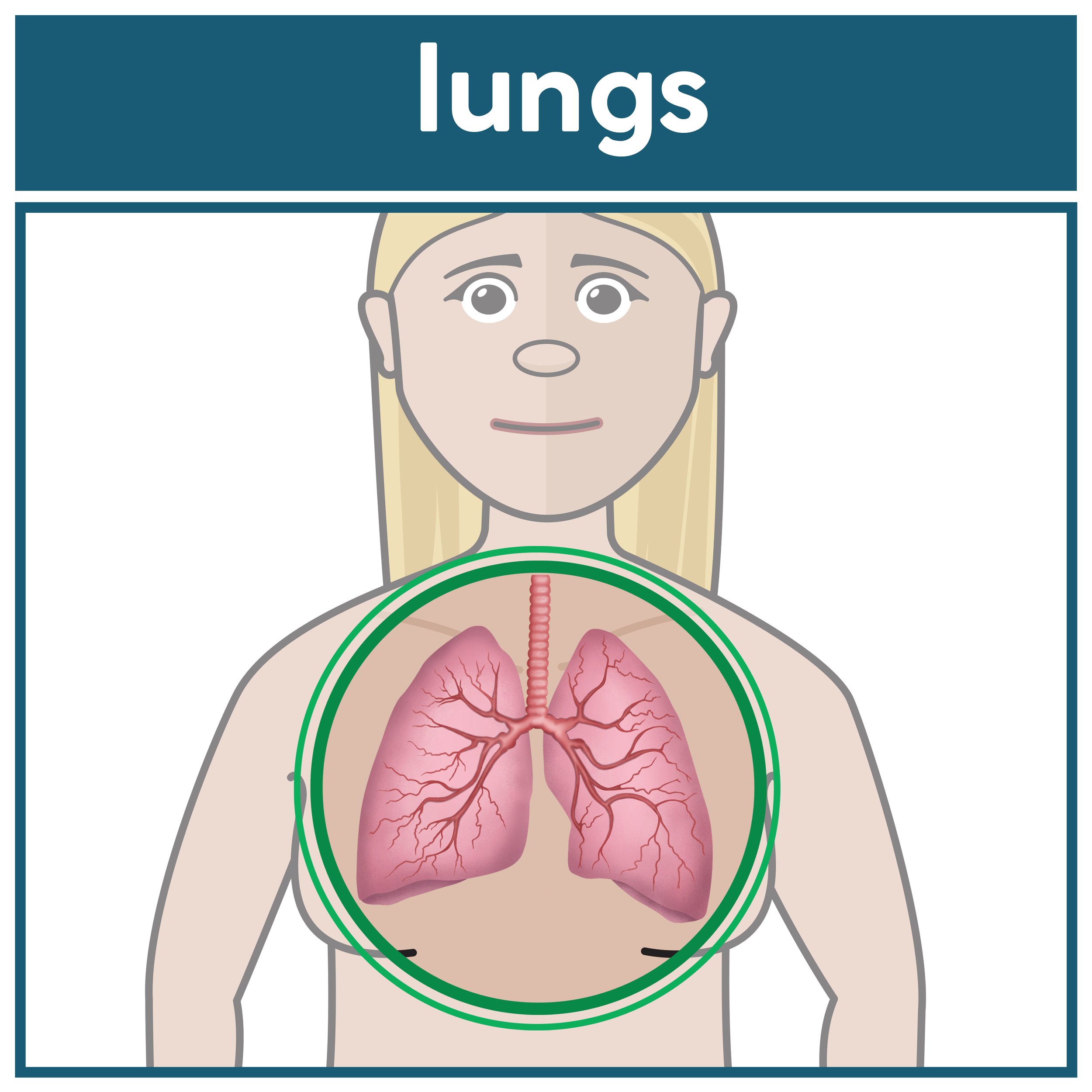 Lungs Female 2.png