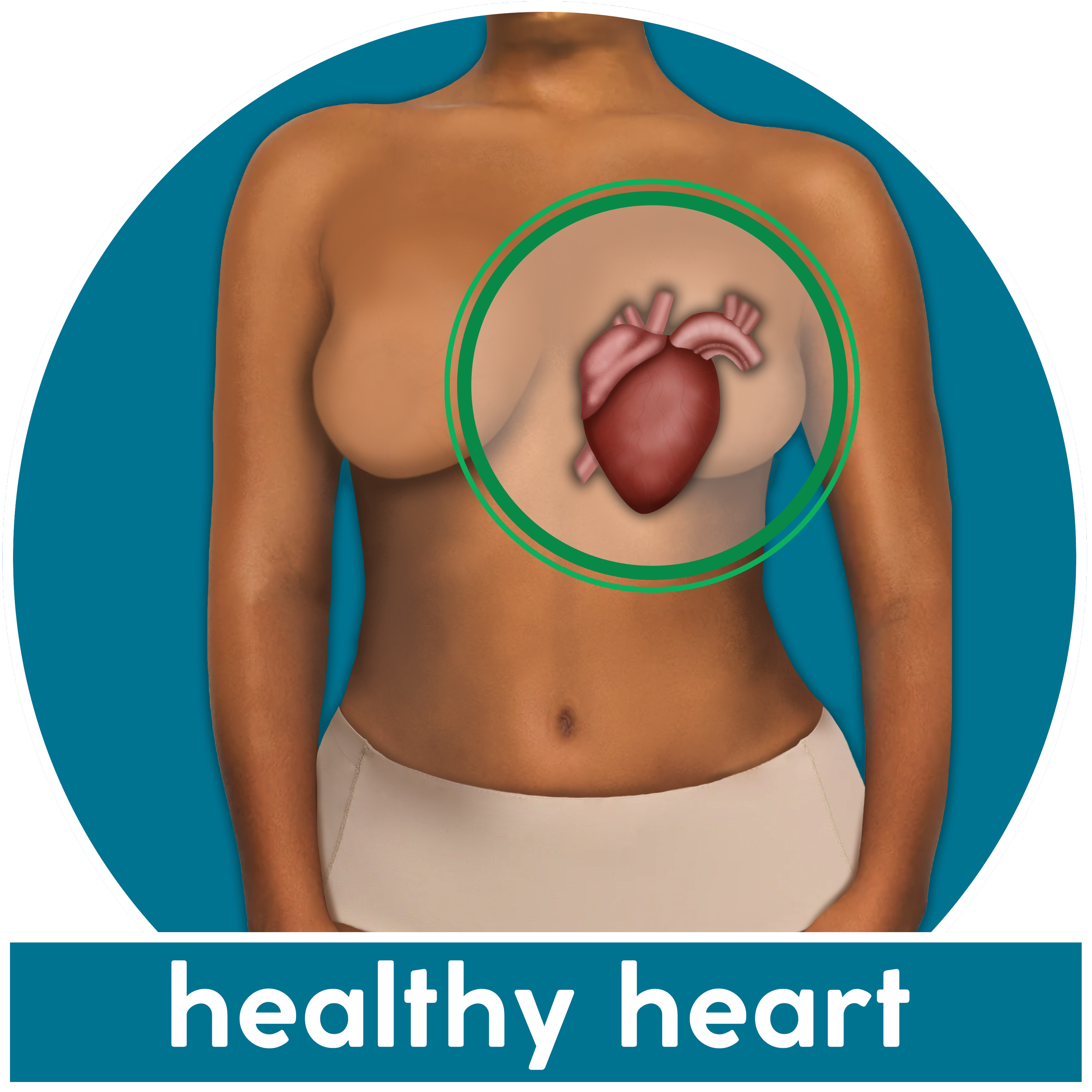 Female healthy heart.png