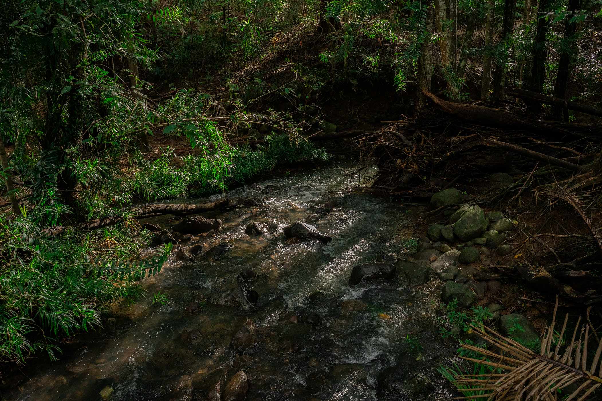 Amber_Landscape.png