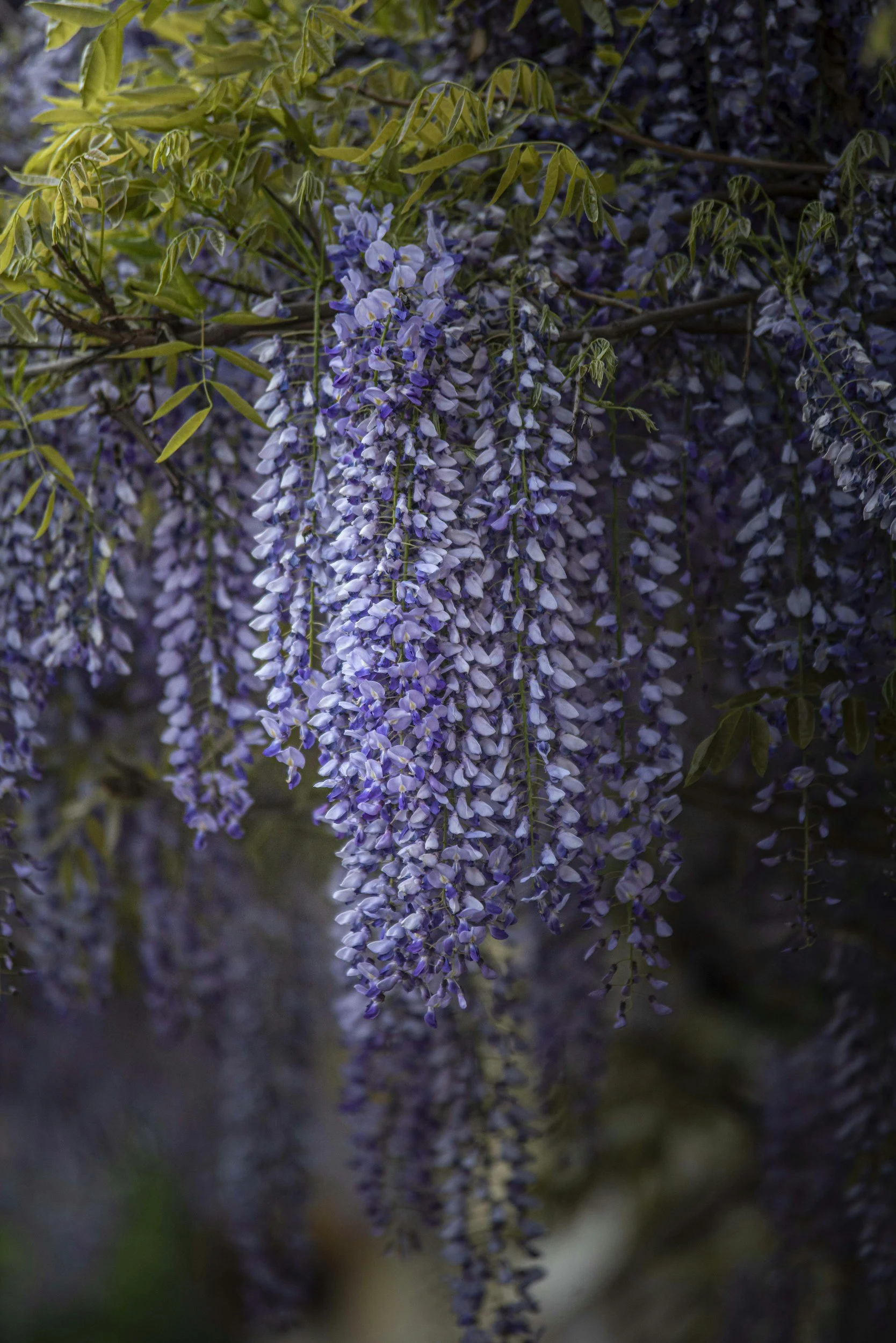 Close-up of purple wisteria flowers hanging from a vine with green leaves.