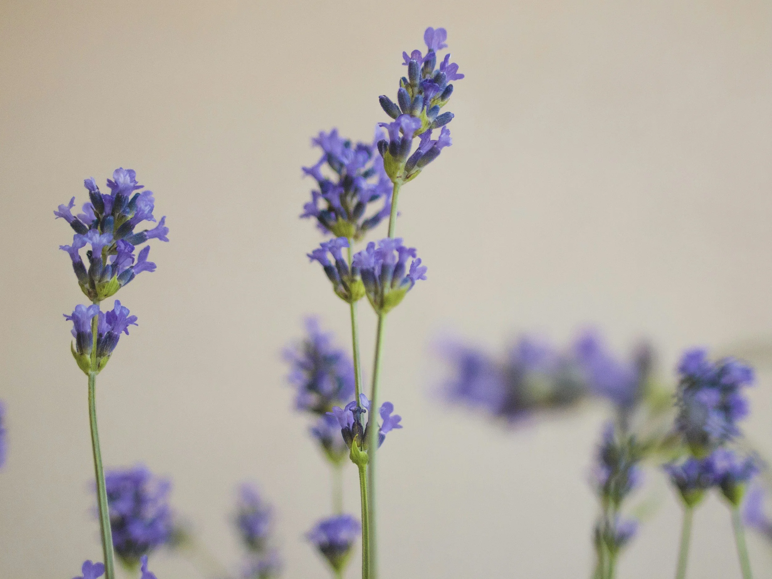 Close-up of purple lavender flowers against a neutral background.