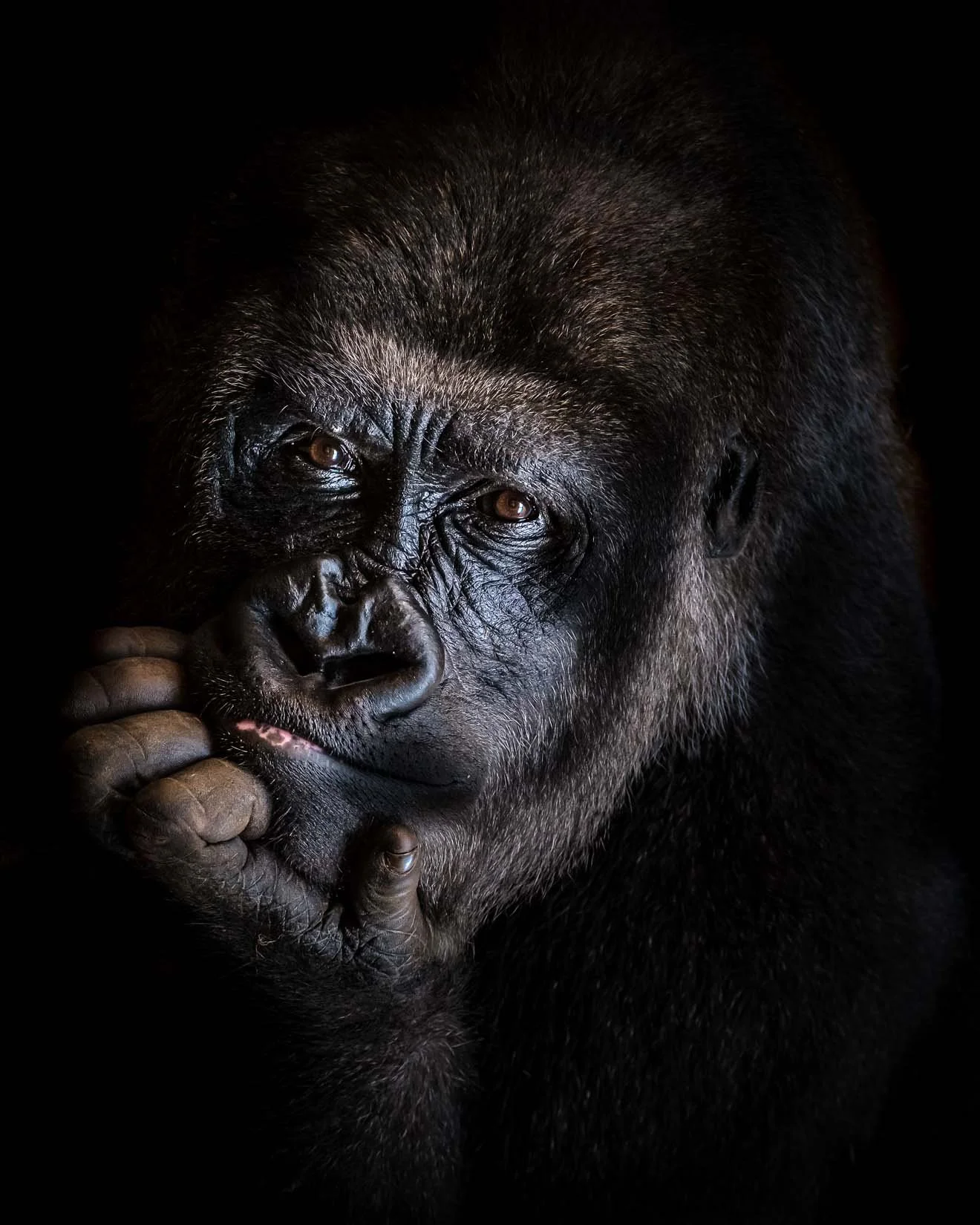 Fine art portrait of a gorilla