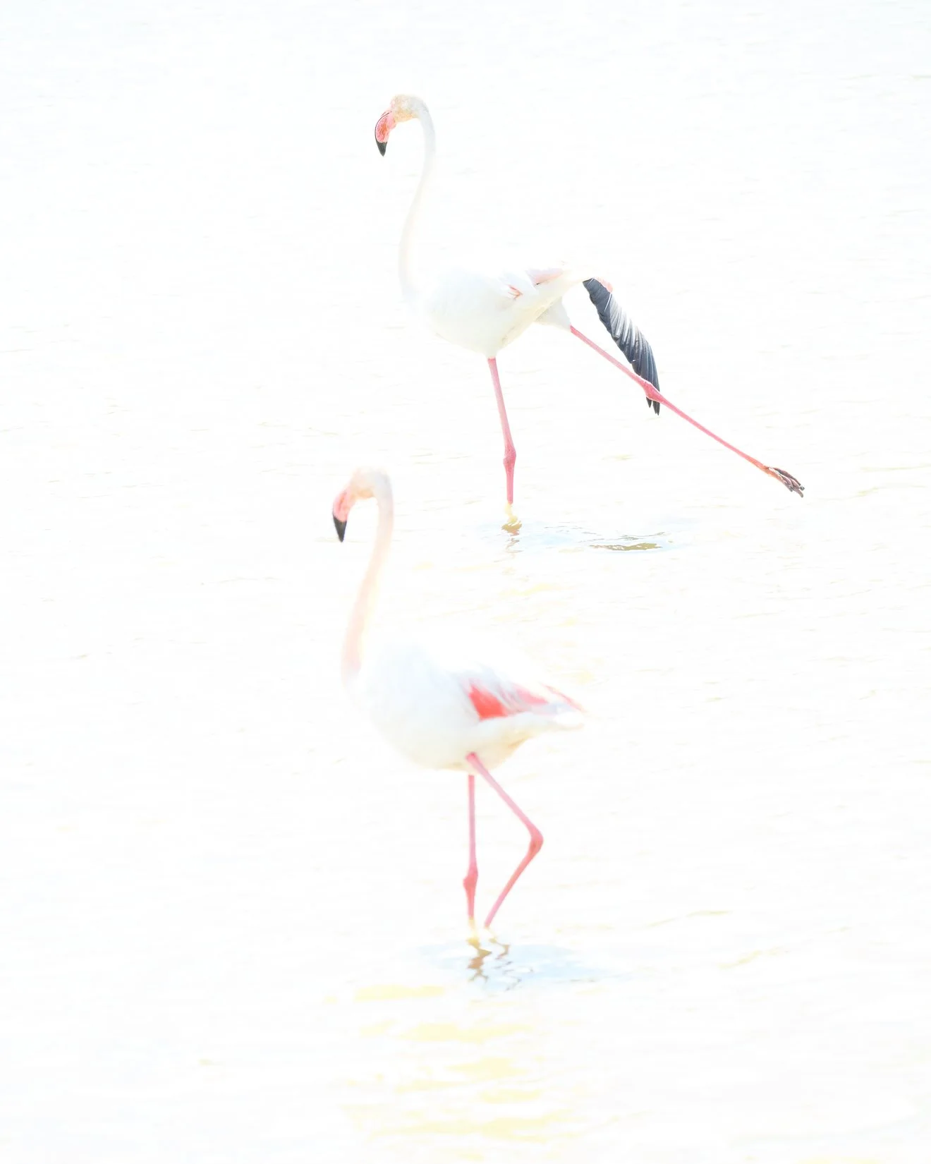 Peter Dewever - XT5B2147-2.jpg