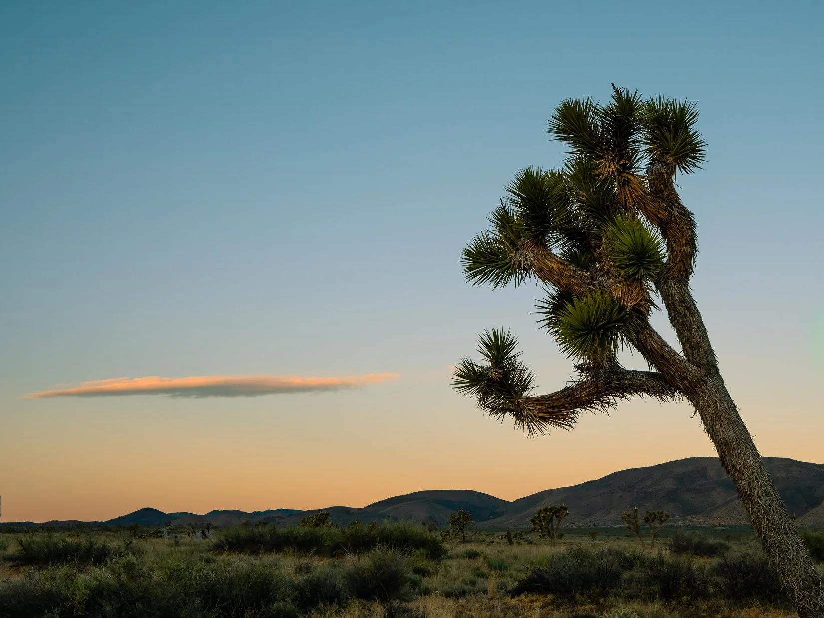 Joshua Tree National Park