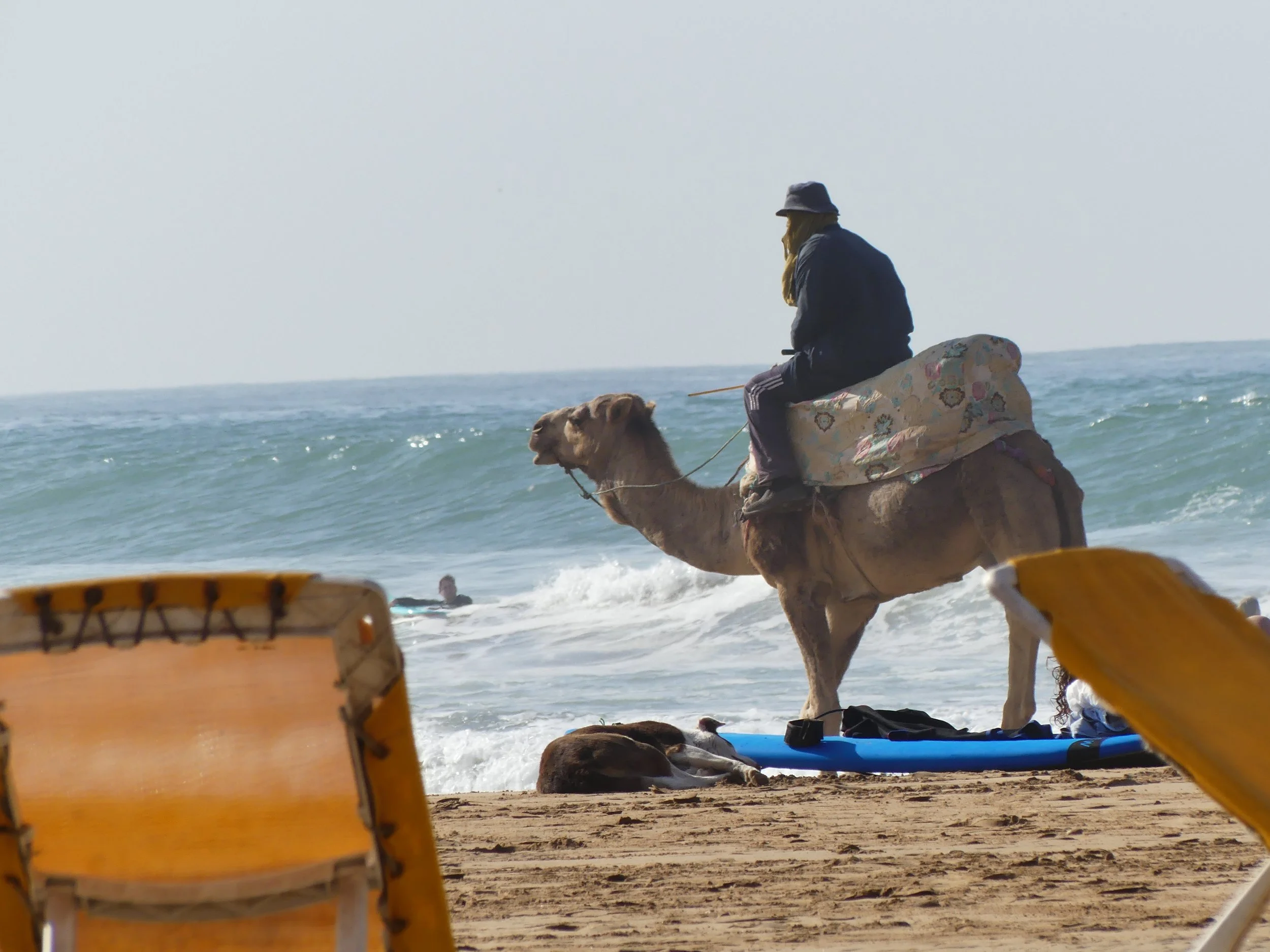 Person riding a camel on the beach with waves and a surfer in the background