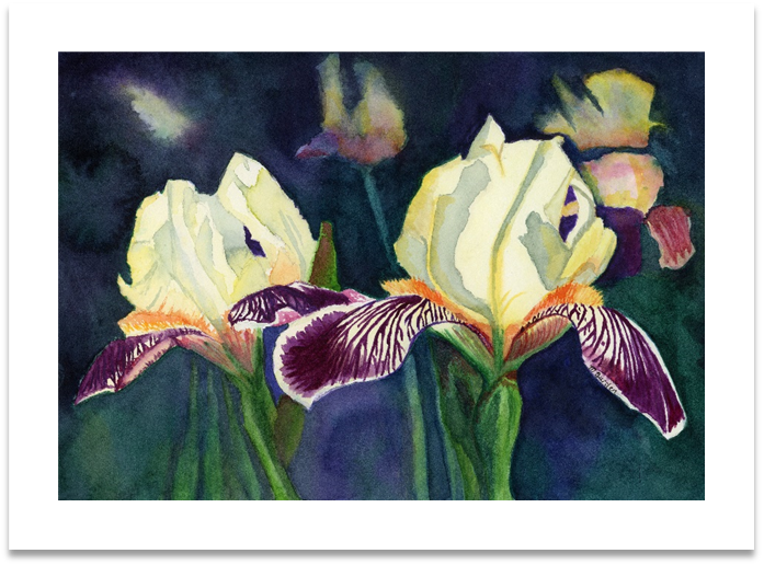 Yellow Bearded Iris