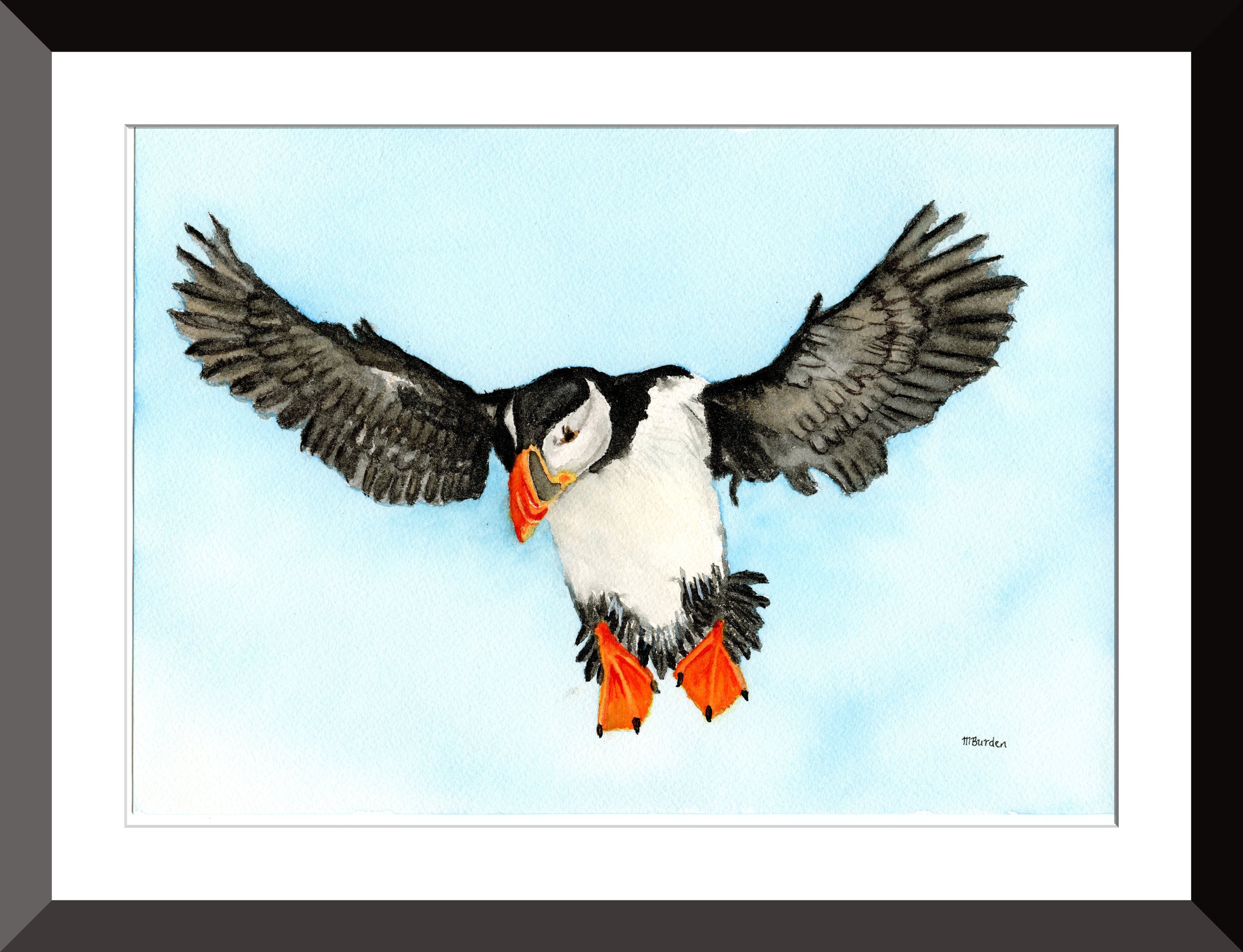 Puffin in flight.jpg