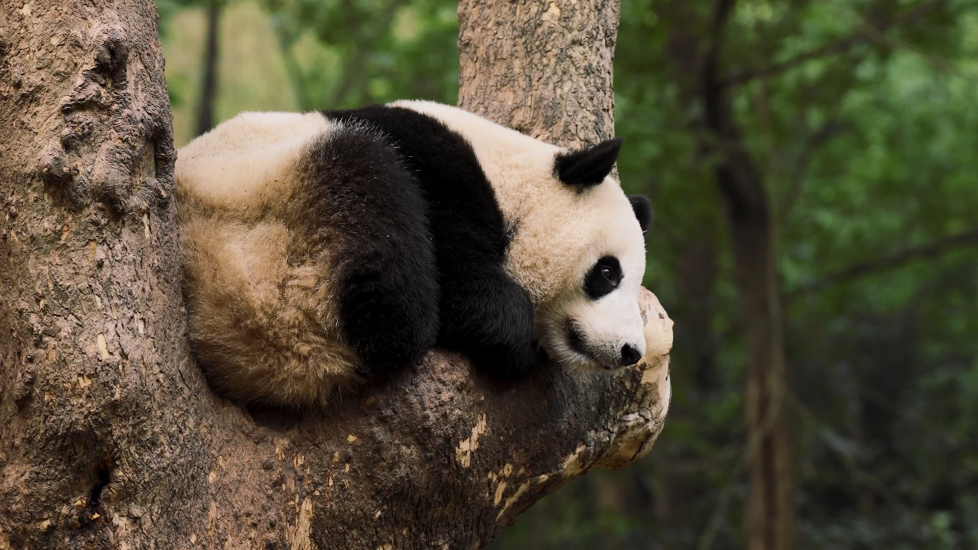 Explore Chengdu: Your Complete Travel Guide to China's Panda Capital ...