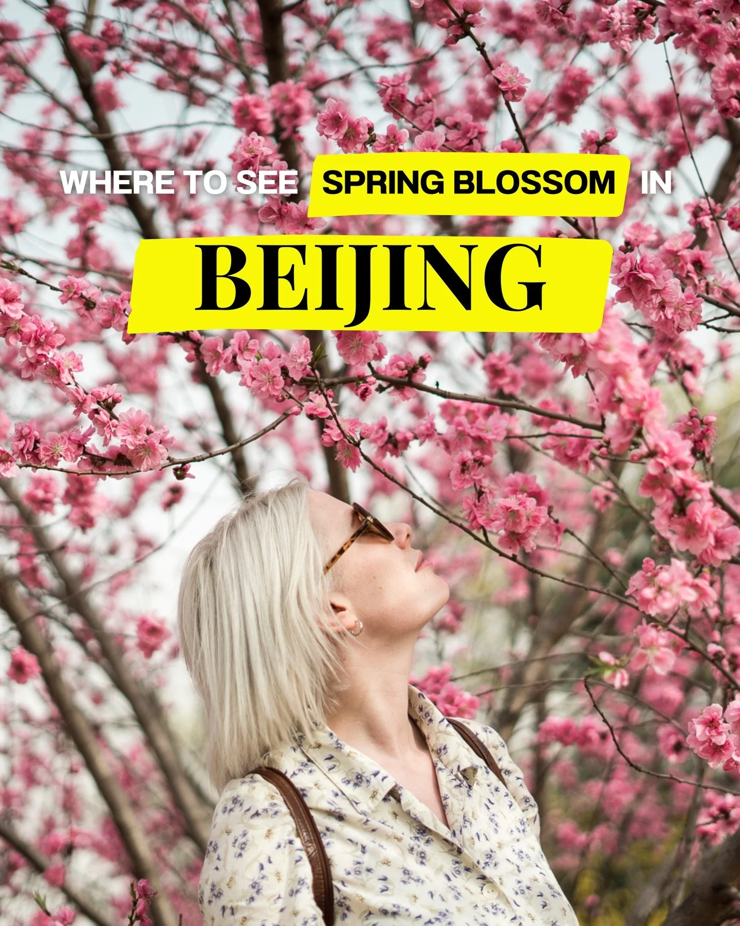 Where to see the spring blossom in Beijing&hellip;

I love spring in Beijing, it is full of beautiful places to take pictures. Here are my favourite parks to go to and some tips for your spring adventure!

Book your spring experiences with @klooktrav