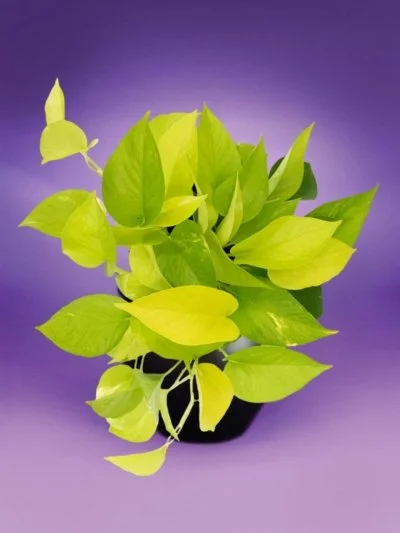 Epipremnum - Neon Pothos