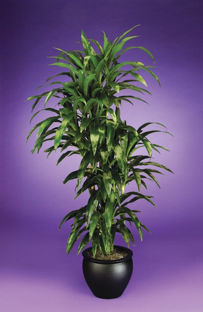 Dracaena - Lisa Dracaena