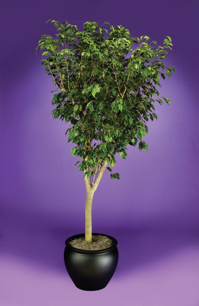 Ficus - Fig Tree