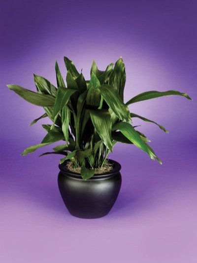 Aspidistra - Cast Iron Plant