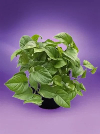 Epipremnum- Jade Pothos Ivy