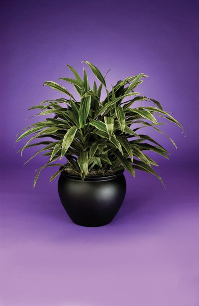Dracaena - Warneckeii