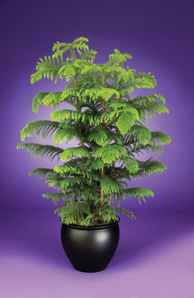 Araucaria - Norfolk Island Pine
