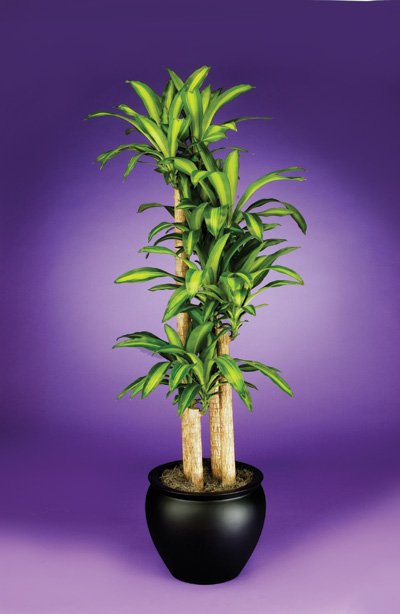 Dracaena - Corn Plant