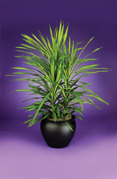Dracaena - Rikki