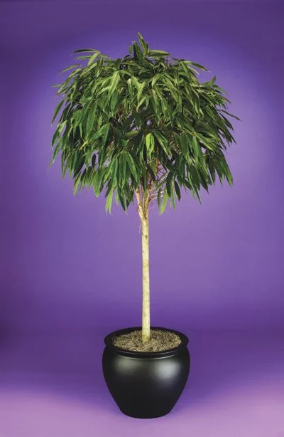 Ficus - Alii Ficus