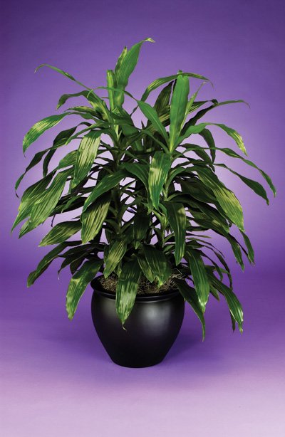 Dracaena - Janet Craig