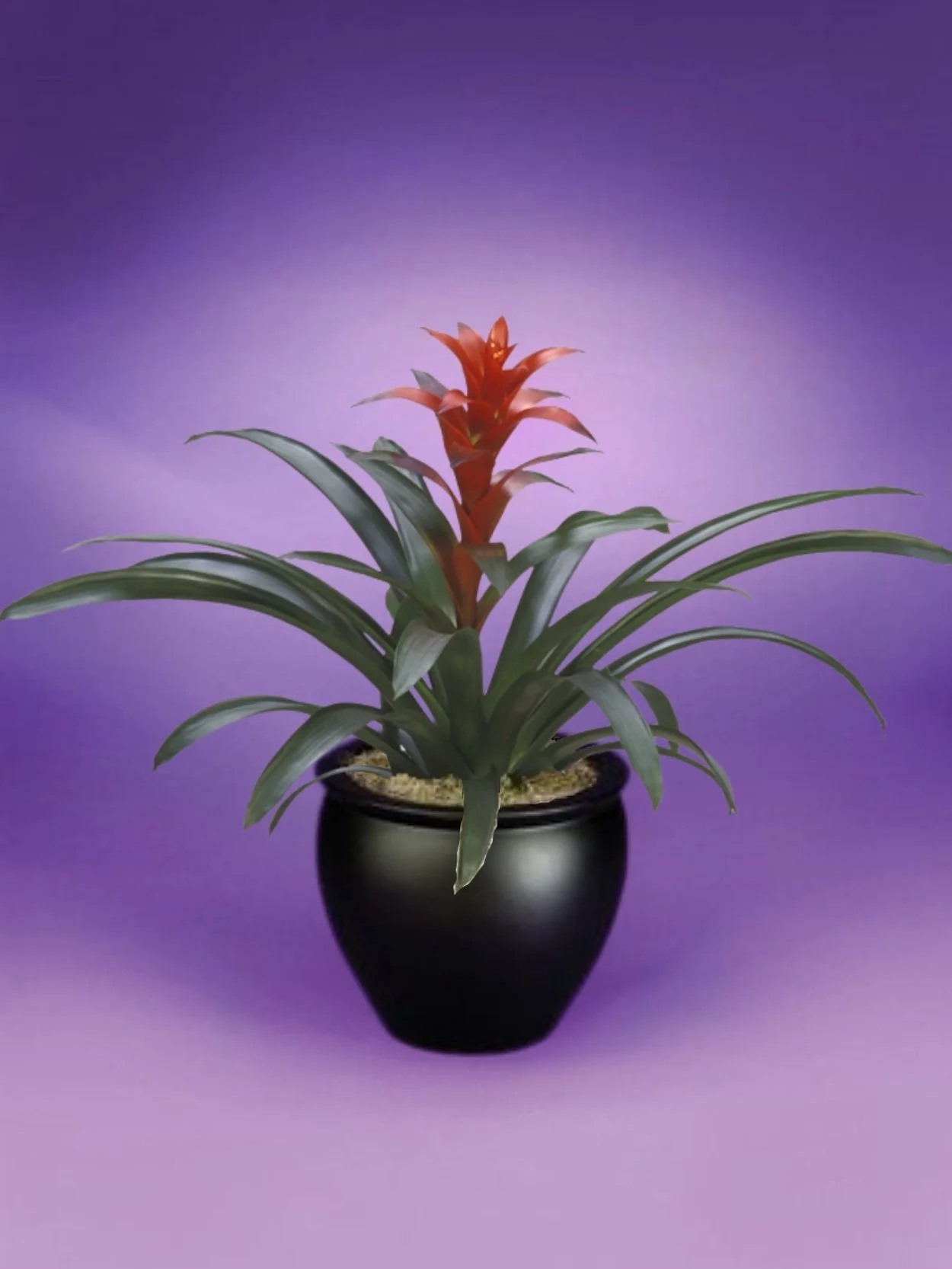 Guzmania - Ostara Bromeliad