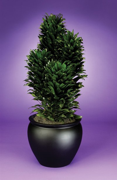Dracaena - Janet Craig Compacta