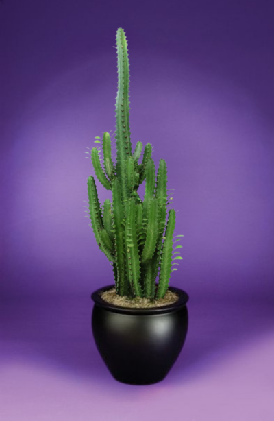 Euphorbia - Candelabra Cactus, African Milk Tree