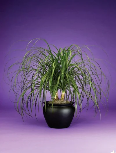 Beaucarnea - Ponytail Palm