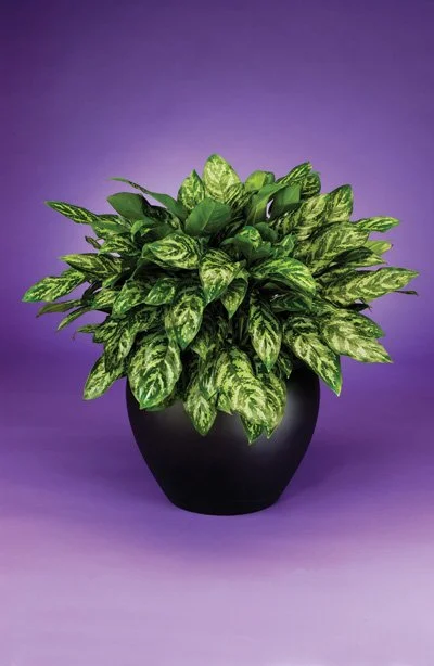 Aglaonema - Mary Ann