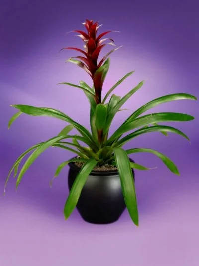 Guzmania - Luna Bromeliad