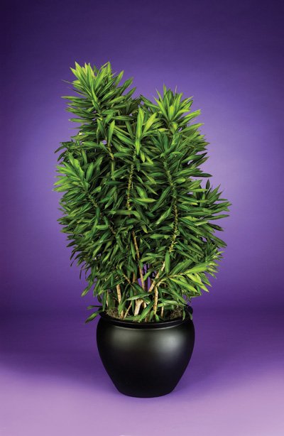 Dracaena - Song of Jamaica