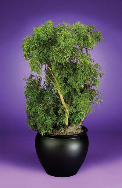 Polyscias - Ming Aralia