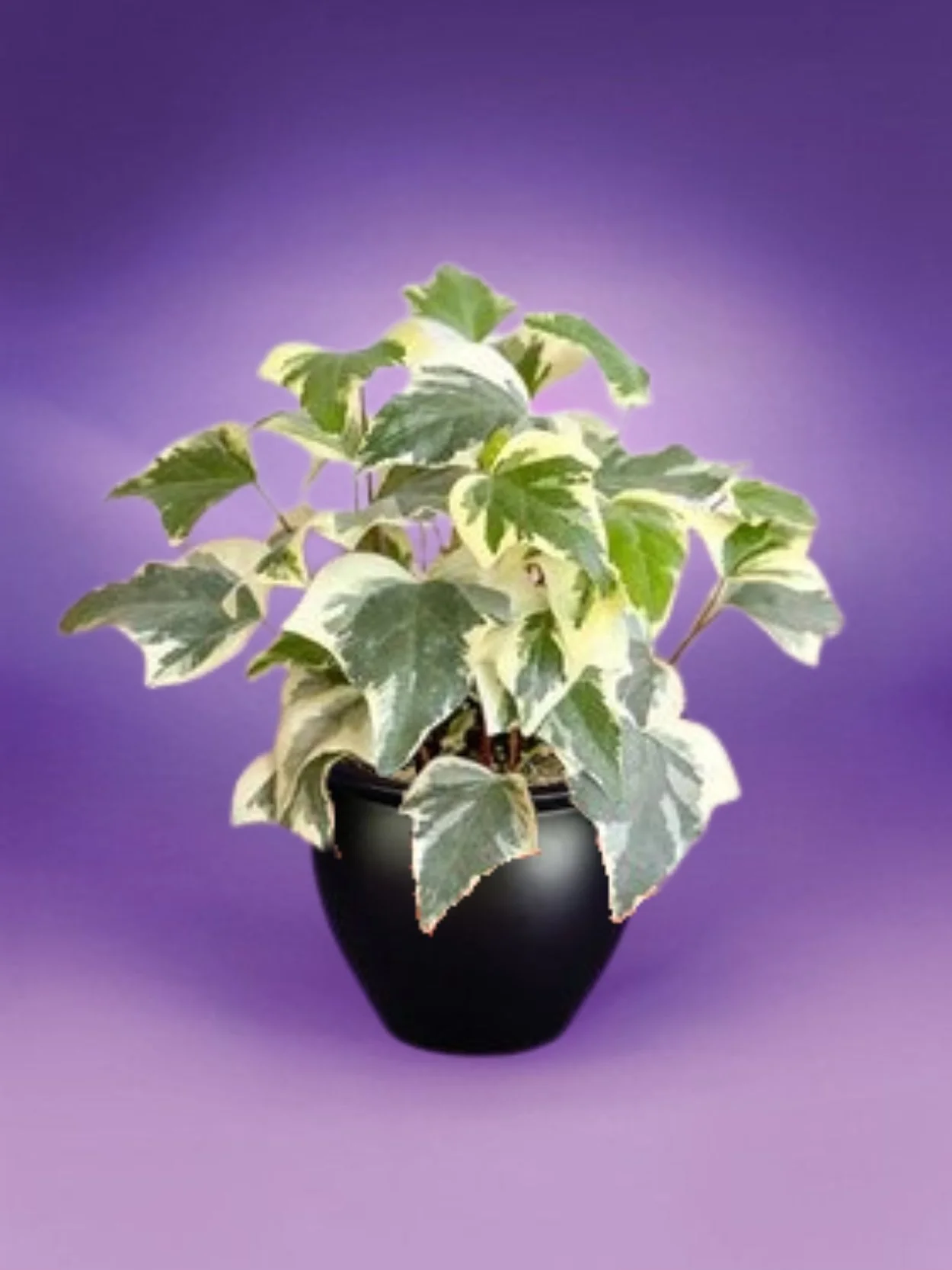 Hedera - Algerian Ivy, Variegated