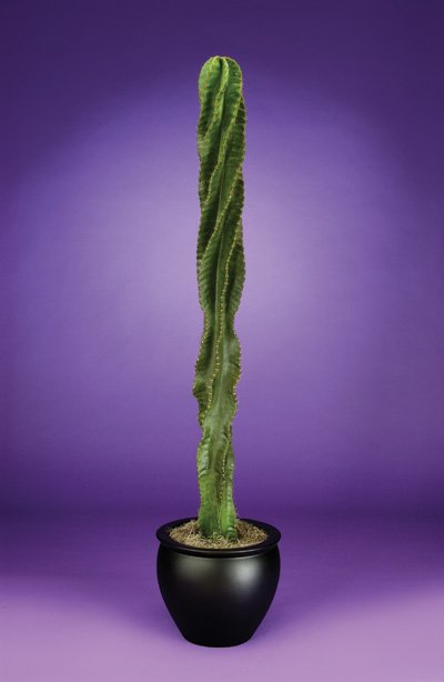 Cereus - Peruvian Cactus, Apple Cactus