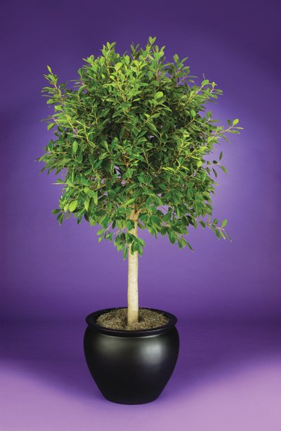 Ficus - Nitida