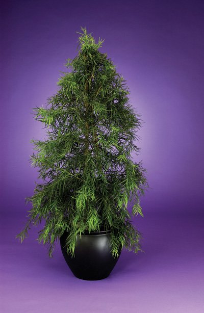 Podocarpus - Buddhist Pine