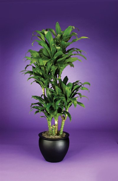 Dracaena - Michiko