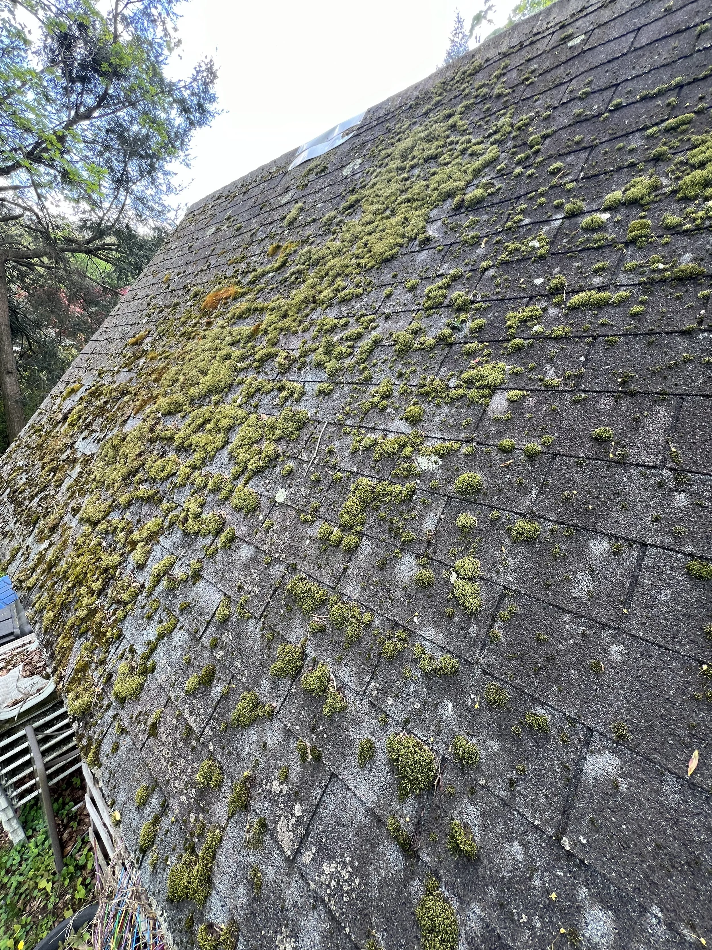 Side of roof with moss growing on it