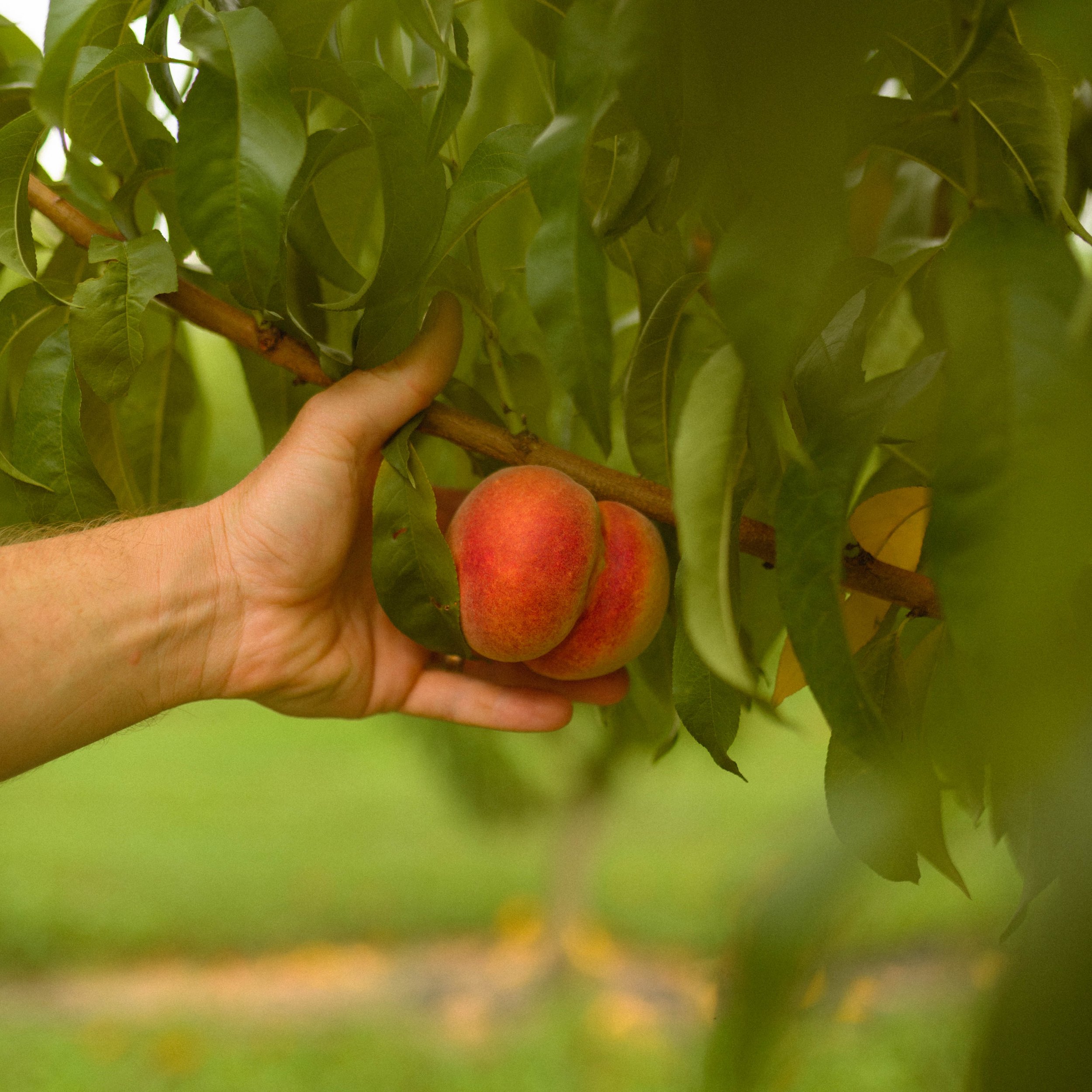 peaches-106.jpg