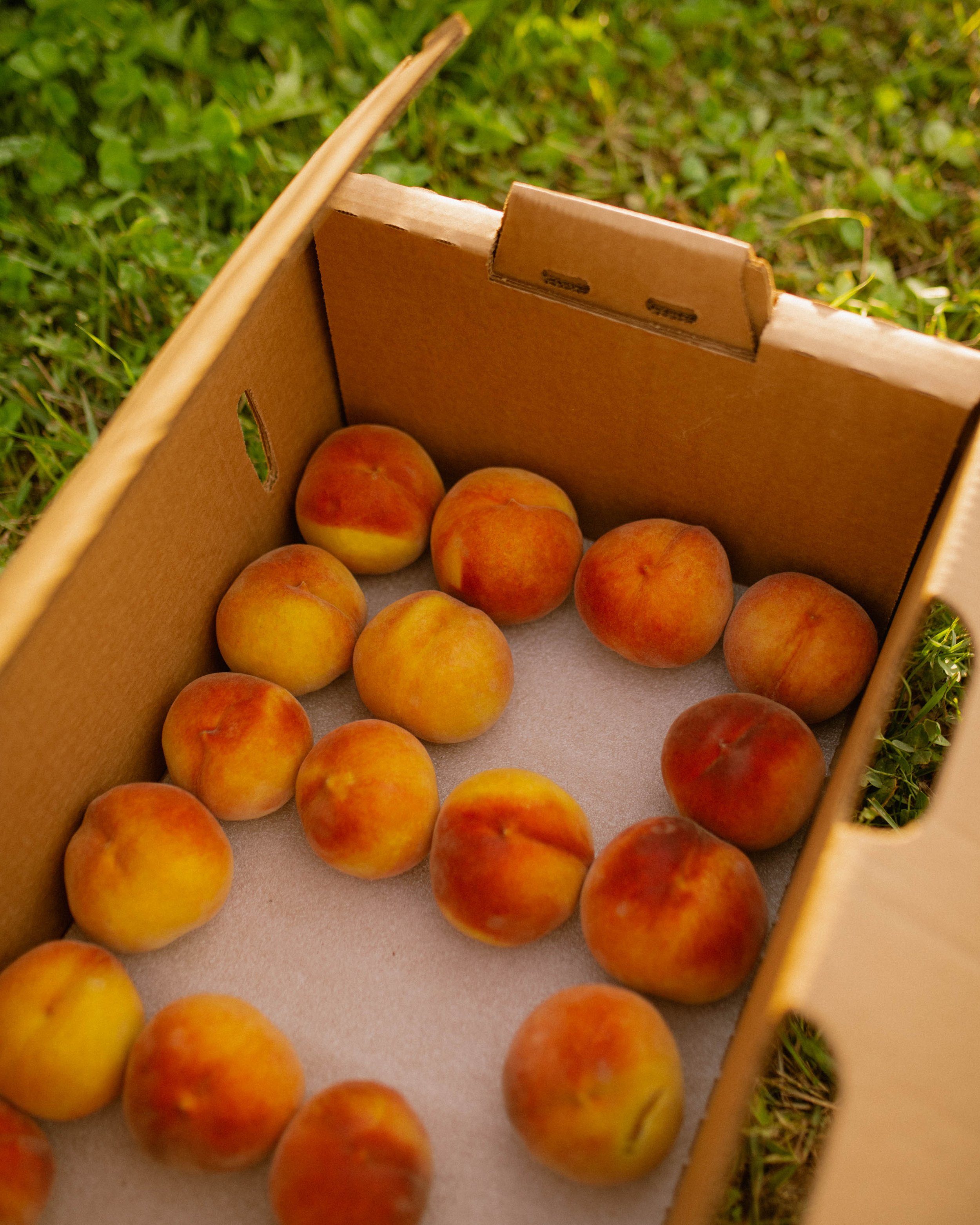 peaches-241.jpg