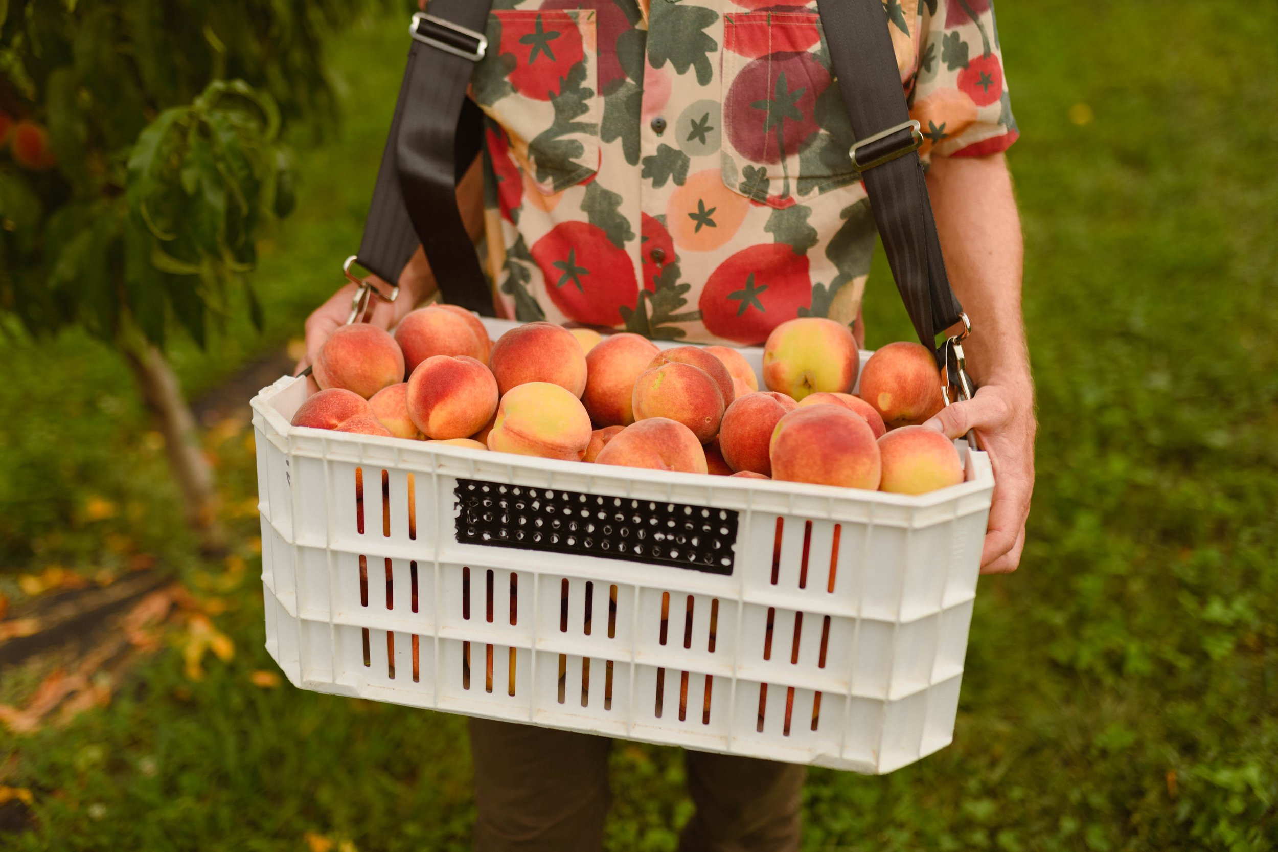 peaches-148.jpg